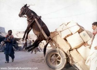donkey_2.jpg
